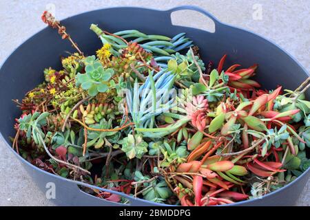 Variété mixte des boutures de succulentes prêt pour la propagation Banque D'Images