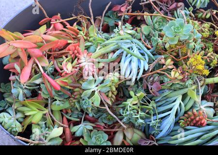 Variété mixte des boutures de succulentes prêt pour la propagation Banque D'Images