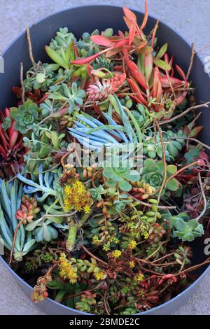 Variété mixte des boutures de succulentes prêt pour la propagation Banque D'Images