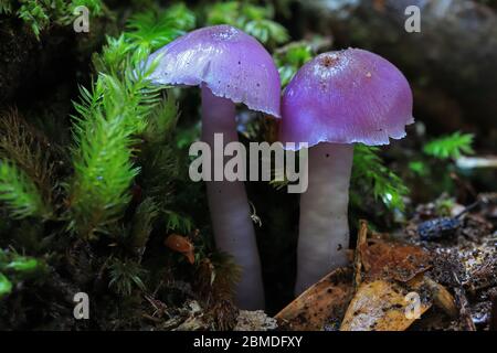 Champignons de cire de la calotte de la mauve qui poussent sur le sol de la forêt tropicale Banque D'Images