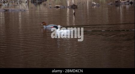 Un canard merganser commun mâle et femelle (Mergus merganser) sur un lac de reflets colorés au printemps dans le parc Algonquin Banque D'Images