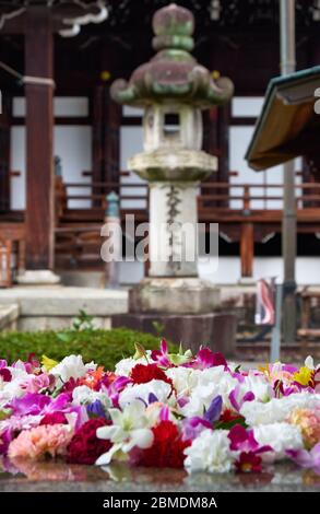 Vue sur la lanterne traditionnelle en pierre de Kasuga-doro avec les boutons de fleurs colorés au premier plan dans le jardin du temple de Kyoto. Japon Banque D'Images