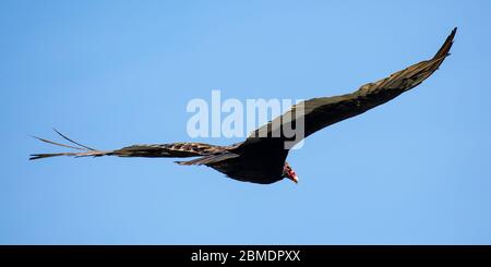 Turquie Vulture (Cathartes aura), envolées dans un ciel bleu en août, panoramique Banque D'Images