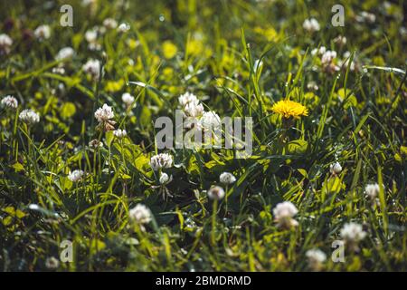 Trèfle blanc à fleurs Trifolium pratense et pissenlit jaune. Macro à foyer sélectif avec DOF peu profond Banque D'Images