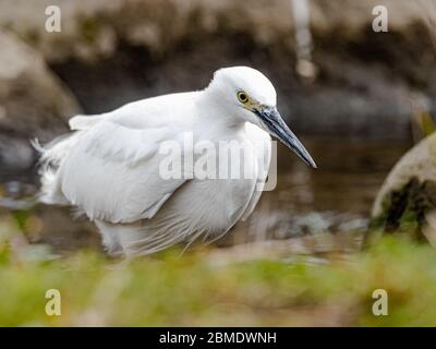 Un petit aigrette blanc, Egretta garzetta, se dresse le long du bord d'un petit réservoir dans l'ouest de Yokohama, au Japon. Banque D'Images