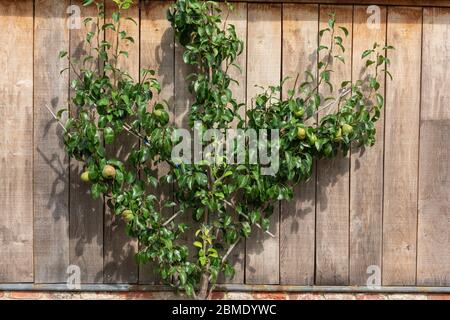 Pomme placée comme un espalier contre un mur en bois Banque D'Images