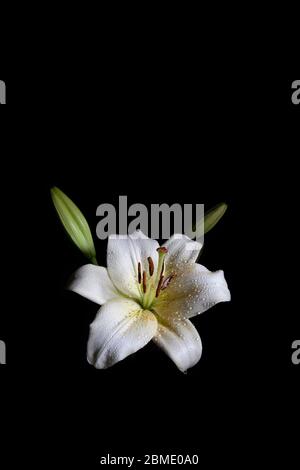 Fleur de lys avec gouttes d'eau isolées sur fond noir - prise verticale avec espace de copie Banque D'Images