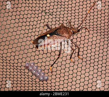 Gros plan d'un insecte du Bouclier (Poecilometis darwini) à côté de ses œufs, territoire du Nord, territoire du Nord, Australie Banque D'Images