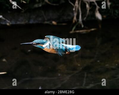 Un pêcheur commun coloré, Alcedo atthis bengalensis, survole la rivière Izumi tout en pêchant dans l'ouest de Yokohama, au Japon. Banque D'Images