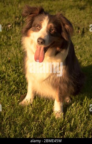 Sam le Bleu trois couleurs Collie de bordure Banque D'Images