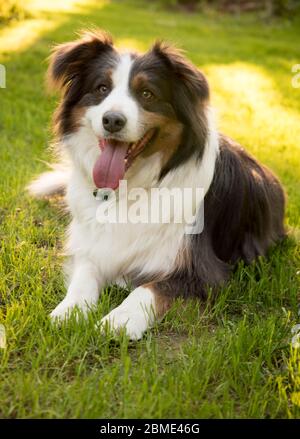 Sam le Collie de bordure tricolore, ayant un repos après avoir joué au ballon Banque D'Images