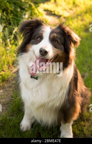 Sam le Collie frontière Banque D'Images