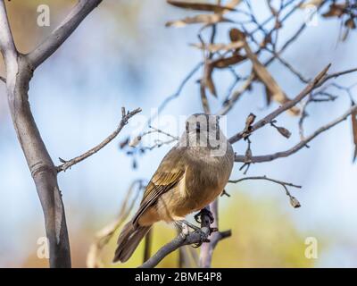 La femelle australienne Golden Whistler (Pachycephala pectoralis) est dotée d'un plumage gris pâle/brun avec un front jaune pâle. Banque D'Images