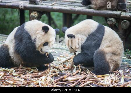 Deux ours géants de Panda (Ailuropoda melanoleuca) mangeant le bambou ensemble, face à face. Chengdu, Sichuan, Chine Banque D'Images