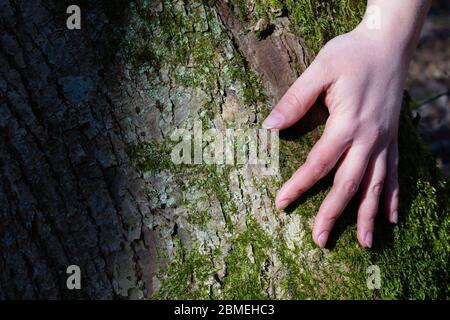 Les mains des femmes embrassent un arbre. Effet Instagram. Banque D'Images