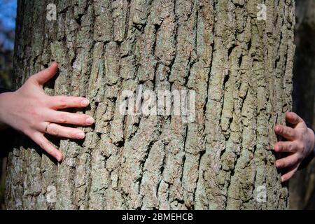 Les mains des femmes embrassent un arbre. Effet Instagram. Banque D'Images