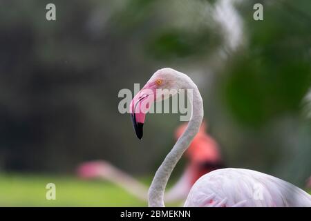 Gros plan sur le Grand Flamingo au Gujarat, en Inde. Ce sont des oiseaux d'état du Gujarat et trouvé toute l'année à la plupart des plans d'eau autour du monde. Banque D'Images