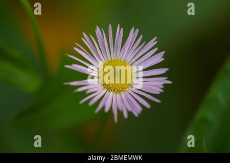 Gros plan d'une fleur marguerite Banque D'Images