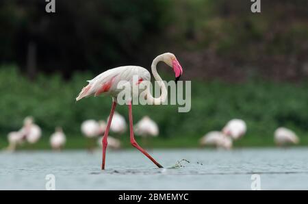 Grand Flamingo avec des éclaboussures d'eau à Gujarat, Inde. Ce sont des oiseaux d'état du Gujarat et trouvé toute l'année à la plupart des plans d'eau. Celui-ci l'était Banque D'Images