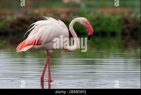 Portrait du Grand Flamingo au Gujarat, Inde. Ce sont des oiseaux d'état du Gujarat et trouvé toute l'année à la plupart des plans d'eau. Celui-ci a été cliqué sur Banque D'Images