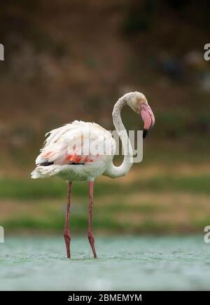 Portrait du Grand Flamingo au Gujarat, Inde. Ce sont des oiseaux d'état du Gujarat et trouvé toute l'année à la plupart des plans d'eau. Celui-ci a été cliqué sur Banque D'Images