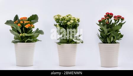 Trois plantes - Flaming Katy avec des fleurs orange jaune, des fleurs blanches et des fleurs rouges dans des pots de fleurs sur fond blanc - chaque dose de separatel Banque D'Images