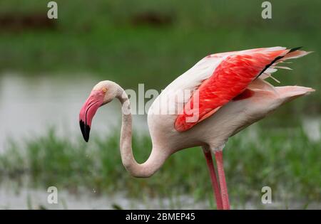 Gros plan sur le Grand Flamingo avec ailes ouvertes au Gujarat, en Inde. Ce sont des oiseaux d'état du Gujarat et trouvé toute l'année à la plupart des plans d'eau. Banque D'Images