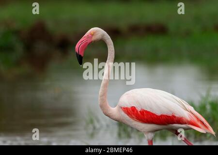 Gros plan sur le Grand Flamingo avec ailes ouvertes au Gujarat, en Inde. Ce sont des oiseaux d'état du Gujarat et trouvé toute l'année à la plupart des plans d'eau. Banque D'Images