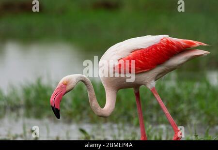 Gros plan sur le Grand Flamingo avec ailes ouvertes au Gujarat, en Inde. Ce sont des oiseaux d'état du Gujarat et trouvé toute l'année à la plupart des plans d'eau. Banque D'Images