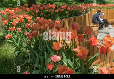 Istanbul, Turquie - l'un des plus grands parcs publics d'Istanbul, le parc Emirgan accueille des milliers de visiteurs. Ici en particulier ses célèbres tulipes Banque D'Images