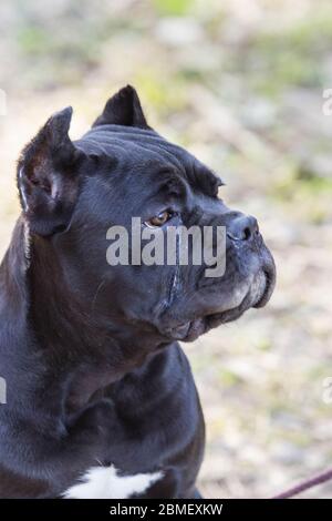 le jeune chien de la canne-corso se reproduit sur la pelouse au début du printemps Banque D'Images