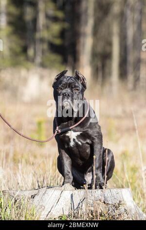 Le jeune chien du Corso de canne se reproduit sur une promenade sur la pelouse au début du printemps Banque D'Images