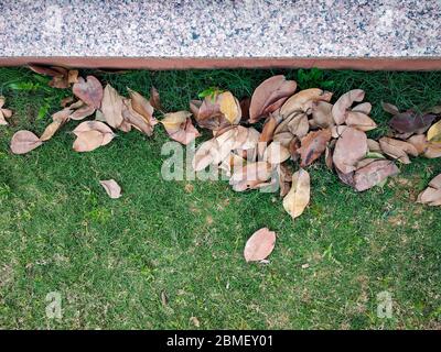 Feuilles sèches dorées sur fond vert avec espace de copie Banque D'Images