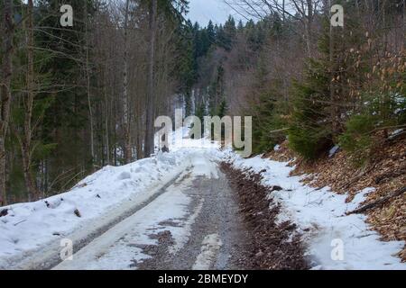 Route forestière utilisée pour le transport couvert de neige blanche pendant la saison hivernale dans les montagnes de Poľana, Slovaquie Banque D'Images