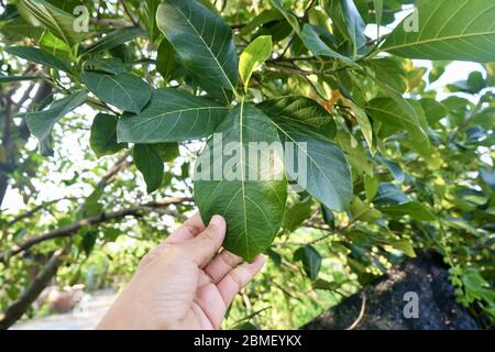 Fruits tropicaux, jardinier tenant soigneusement les Jackfruits ou Artocarpus Heterophyllus sur la branche des arbres pour prendre soin de la ferme. Banque D'Images