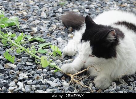 Jeune Chat manger la racine de trois Indiens, le mercure ou le semis des plantes Indica. La racine d'être attrayante pour les chats domestiques similaire à Ca Banque D'Images