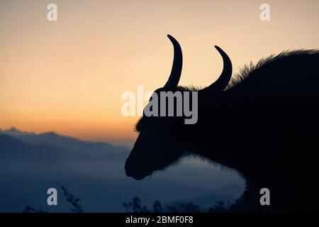 Silhouette de Buffalo noir dans le village au fond des montagnes de l'Himalaya au Népal Banque D'Images