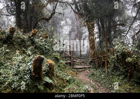 Magnifique paysage de hauts arbres de forêt brumeuse subtropical avec clôture en bois du circuit de l'Annapurna trek au Népal Banque D'Images