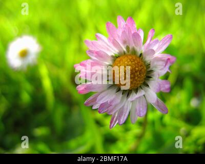 belle vue rapprochée de petite marguerite blanche avec pointes de pétale rose vif, croissant sur un pré vert, foyer sélectif Banque D'Images