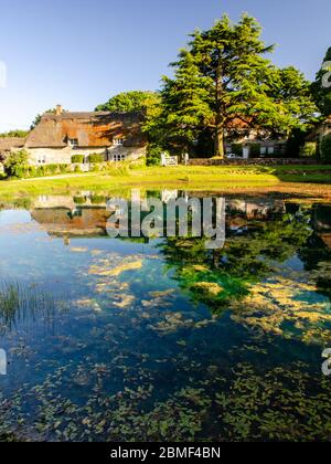 Chaumières traditionnelles se reflètent dans l'étang de rosée dans le village anglais de Ashmore, Dorset. Banque D'Images