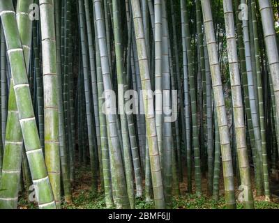 La bosquet de bambou au temple Hokoku-ji, Kamakura, Japon Banque D'Images