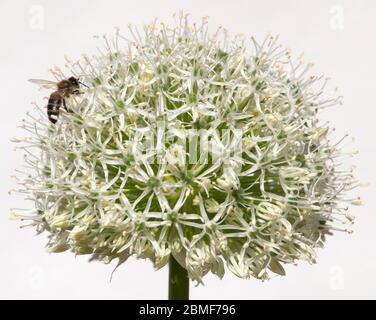 Londres, Royaume-Uni. 9 mai 2020. Le soleil chaud fait sortir les abeilles. Une abeille recueille le nectar d'une grande fleur blanche d'Allium, photographiée contre le mur blanc d'une maison. Crédit: Malcolm Park/Alay Live News. Banque D'Images