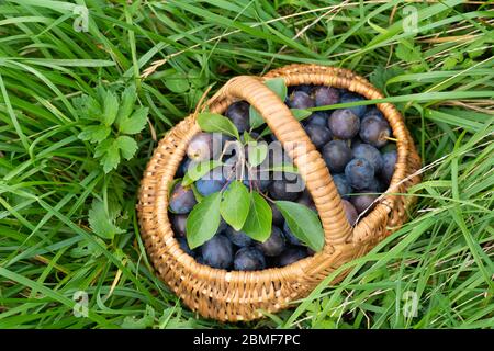 vue de dessus des prunes mûres dans un panier en osier sur l'herbe verte Banque D'Images