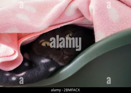 Un chat de sauvetage noir chanceux se cachant sous une couverture rose Banque D'Images