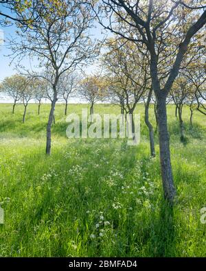 ragoût au printemps le matin ensoleillé entre les arbres dans l'herbe Banque D'Images