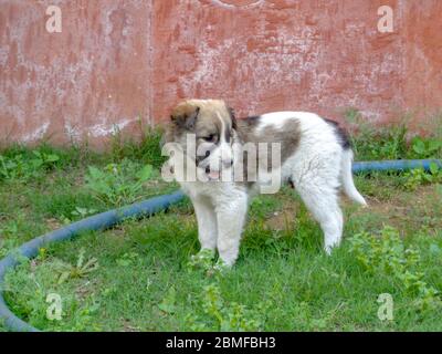 Chien errant mignon chiot jouant à la course dans la pelouse Banque D'Images