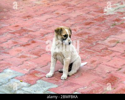 Chien errant mignon chiot assis dans la pelouse Banque D'Images