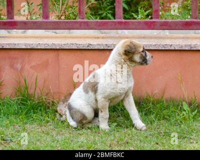 Chien errant mignon chiot jouant à la course dans la pelouse Banque D'Images