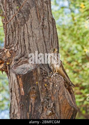 Kestrel commun femelle sauvage perchée sur le tronc d'un arbre à la recherche de nourriture Banque D'Images