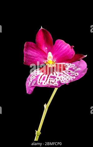 Gros plan d'une orchidée pasansy aux motifs violets avec des gouttes d'eau et une tige isolée sur du noir. Banque D'Images